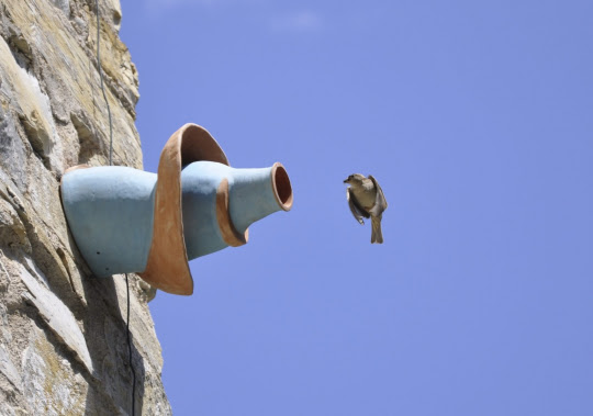 IN BETWEEN / Learning from Sparrows