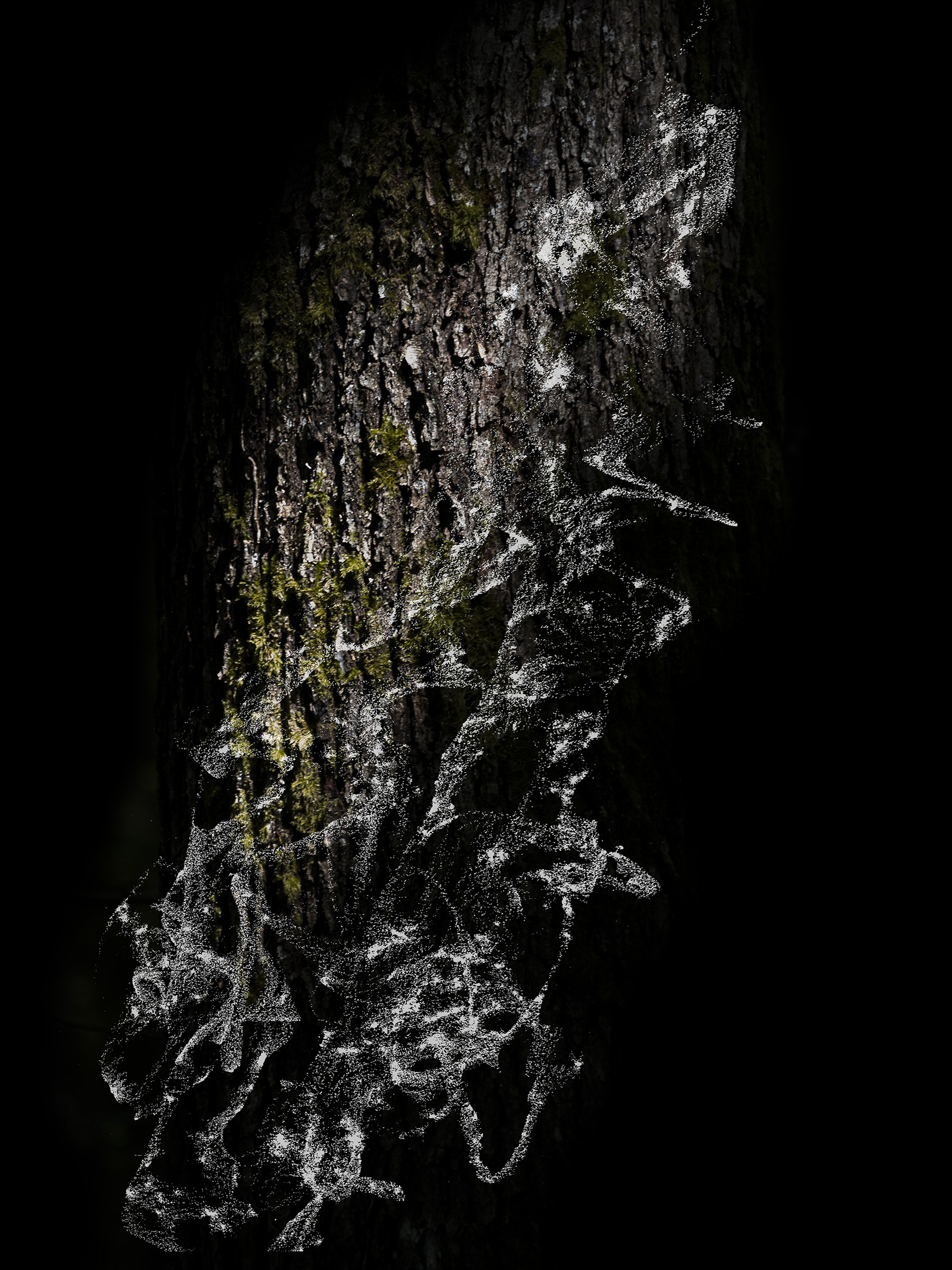 mostra #1: Carolina Cuneo e Francesca Migone : “DENDROGRAFIE  La scrittura segreta degli alberi”